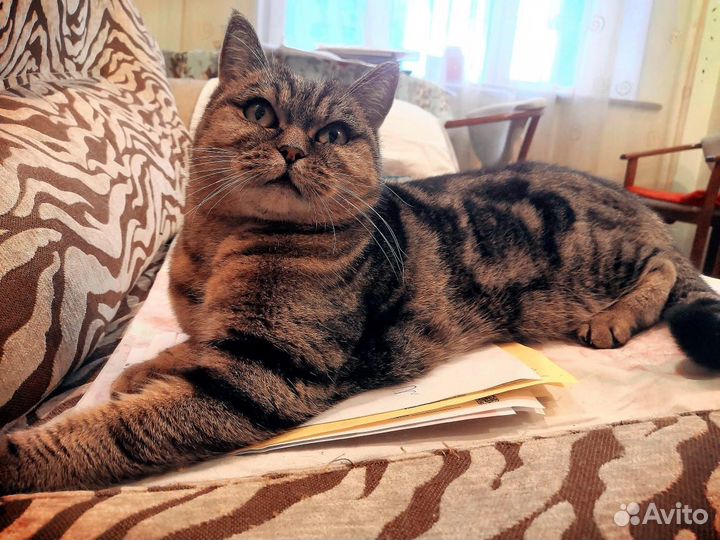 Шотландская кошечка