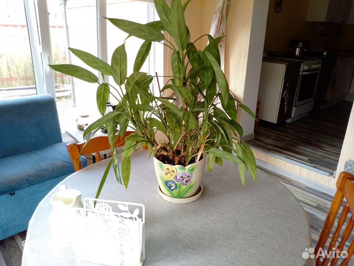 Комнатные цветы