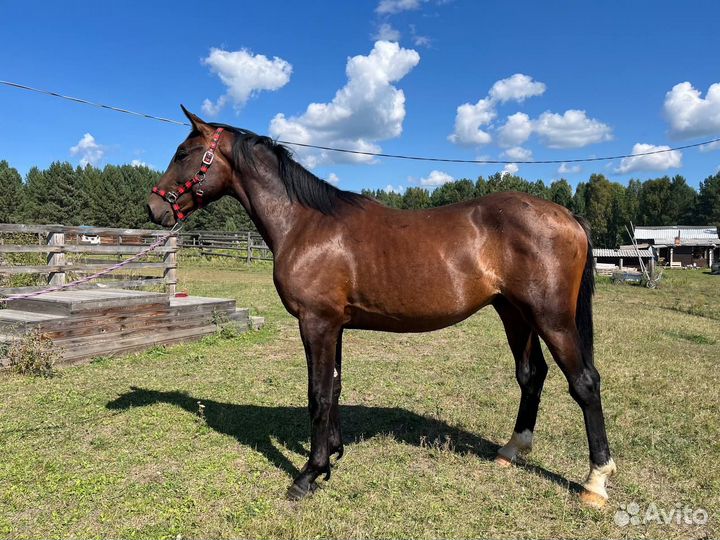 Продажа лошадей