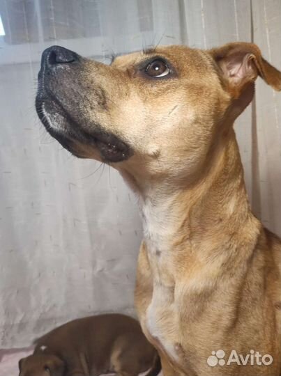 Стаффордширский терьер