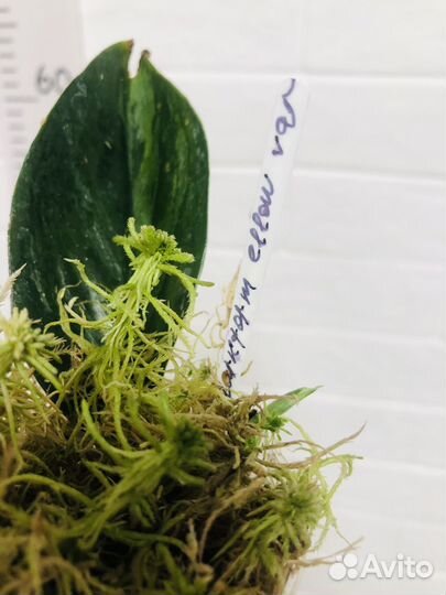 Сциндапсус Dark forms Ellow var