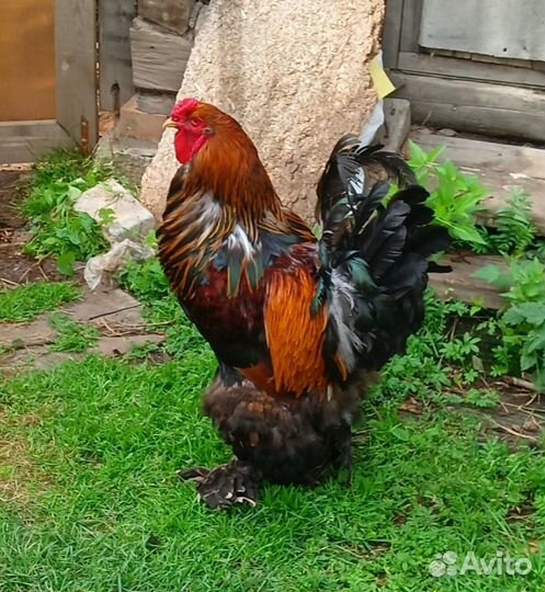 Продам петуха Брама