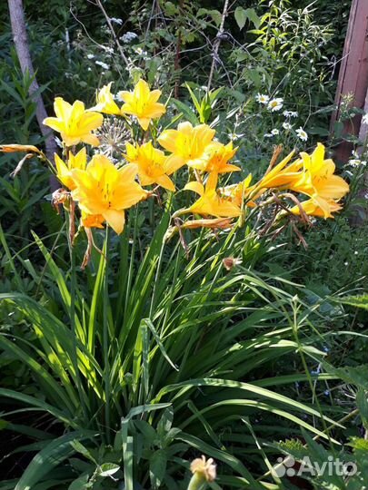 Ирисы и лилейники