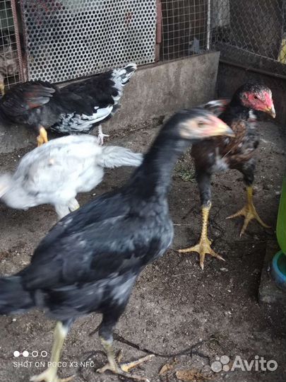 Бойцовые куры, молодежь