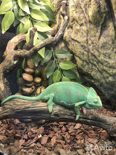 Репетитор по биологии