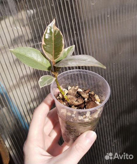 Фикус эластика тинеке