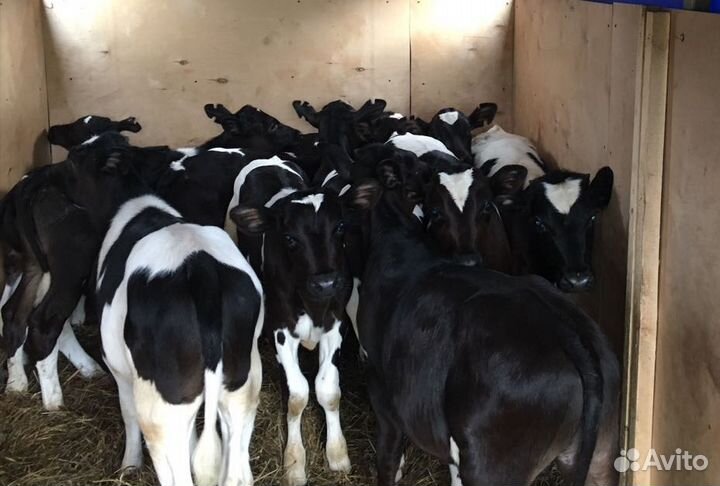 Телята бычки