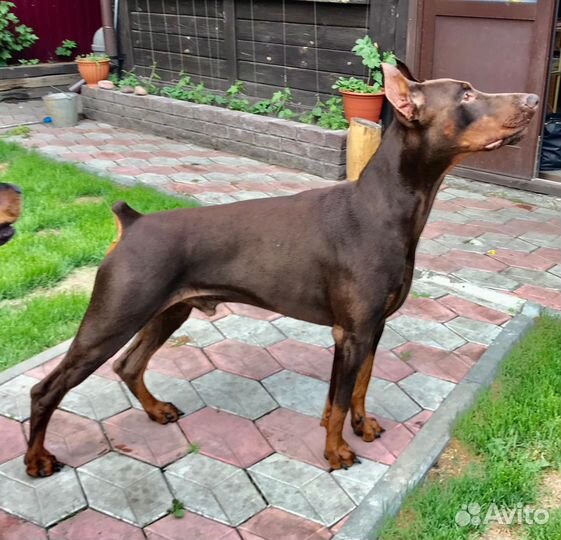 Щенки добермана