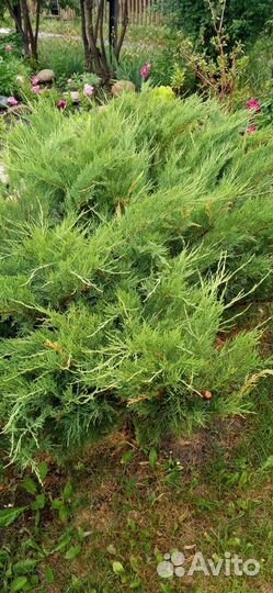 Можжевельник