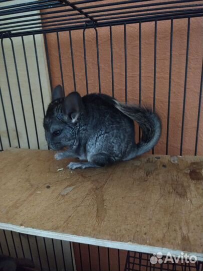 Шиншиллы светлые эбони носители фиолета