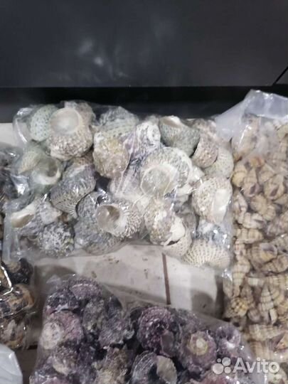 Морские ракушки для декора