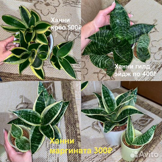 Сансевиерия ханни крео и ханни маргината