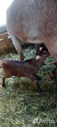 Козочка альпийская