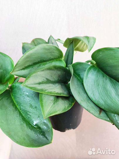 Сциндапсус мунлайт