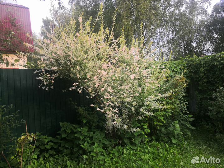 Ива Хакуро Нишики (черенки)