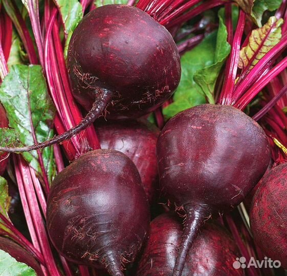 Свекла сетевое качество сорт цеппо