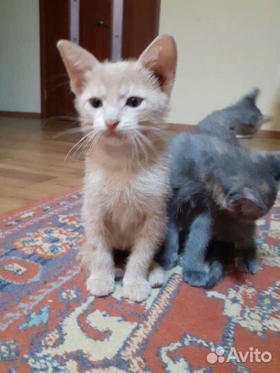 Кошки в добрые руки