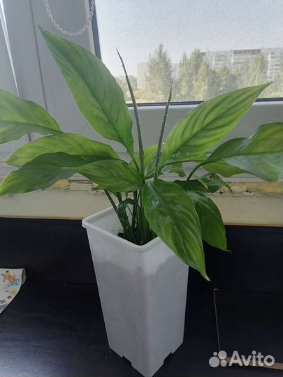 Спатифиллум