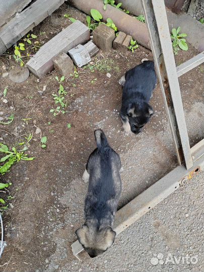 Собаки бесплатно в добрые руки щенки