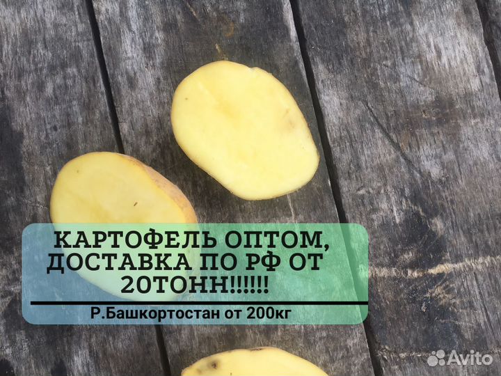Картофель белый опт с доставкой от 20Т