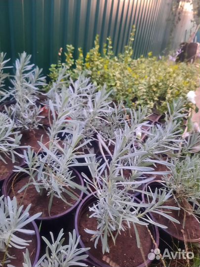 Лаванда, лавандин сорта Ричард Грей