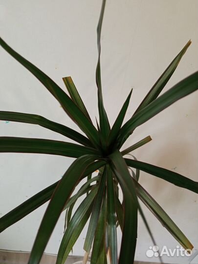 Драцена 1,4 м