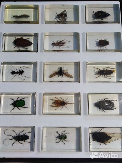 Насекомые и жуки в смоле