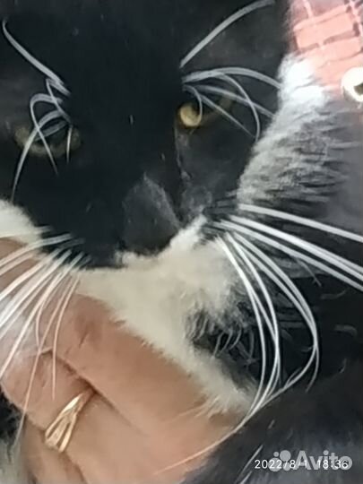 Котенок от домашней кошки в добрые руки