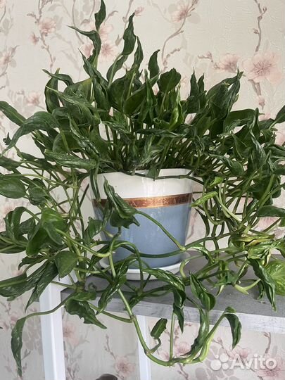 Эпипремнум Годзилла (Шангрила)