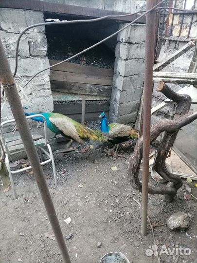 Продаются павлины молодняк