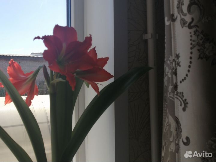 Гиппиаструм