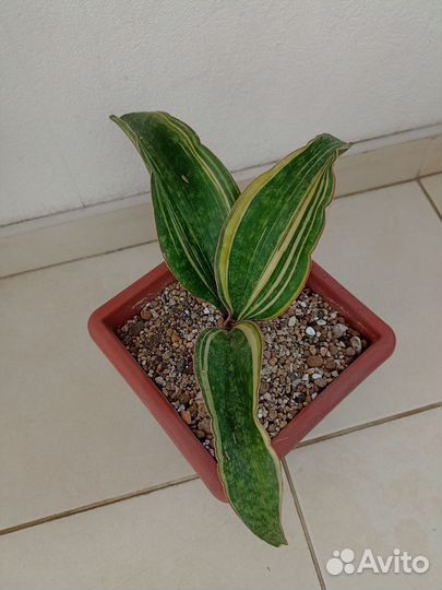 Сансевиерия сортовая