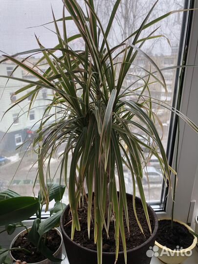 Пальма драцена