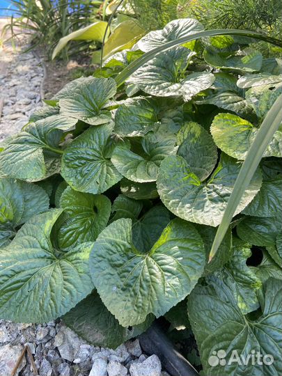 Фиалка сестринская белая