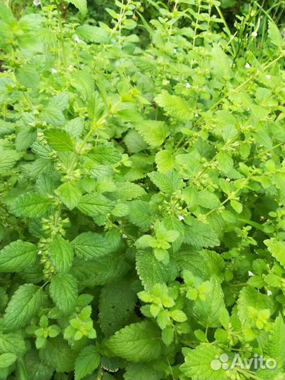 Обновлено печеночница мята садовые растения цветы