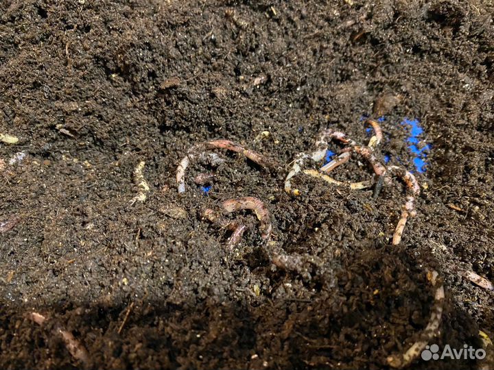 Червь для рыбалки дендробена