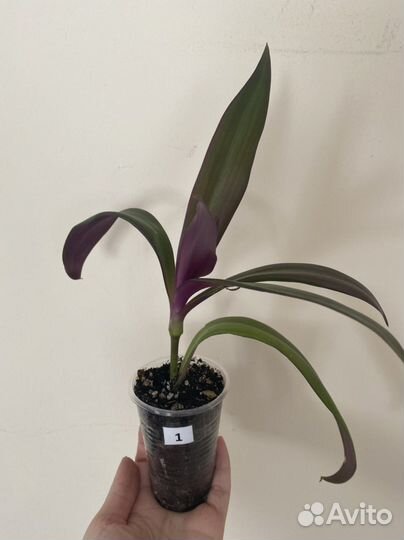 Цветок Рео (традесканция)