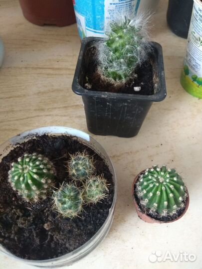 Цветы комнатные