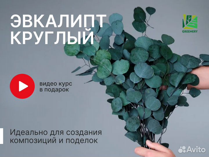 Стабилизированные растения Эвкалипт цвет Светло-зе