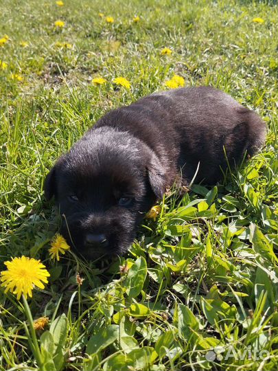 Щенок немецкой овчарки