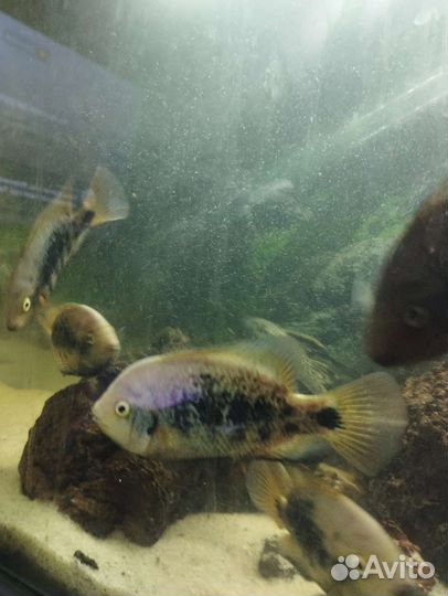 Хромисы и вьехи