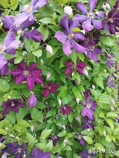 Многолетние садовые растения