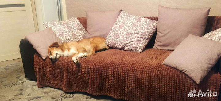 Собака улыбака в дар