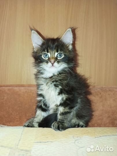 Котята мейн-кун