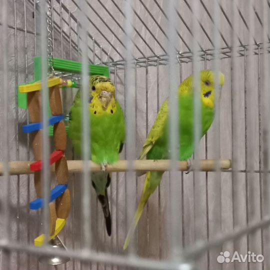 Волнистые попугаи