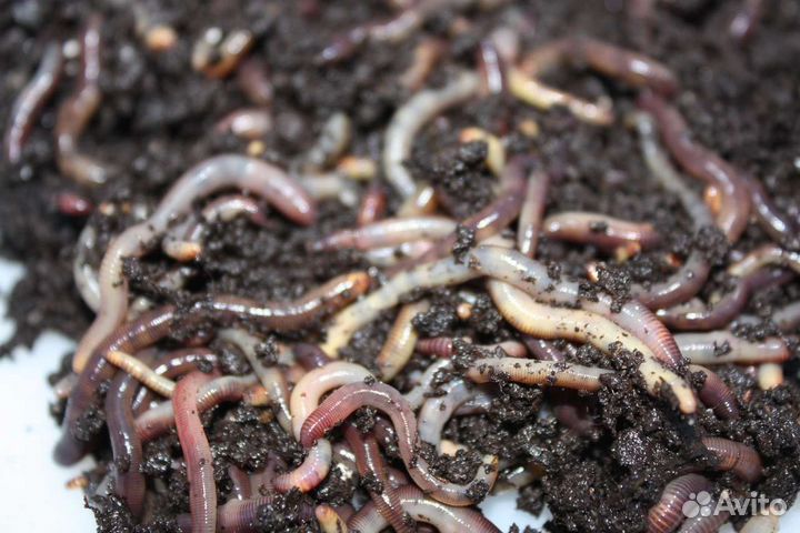 Малек дендробены