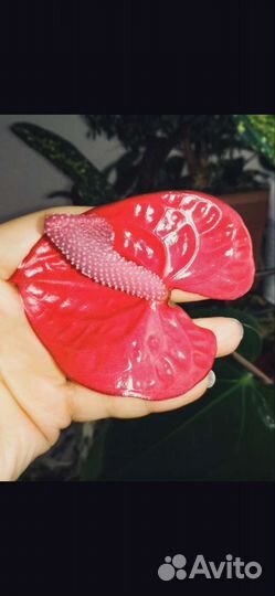 Антуриум ред коралл