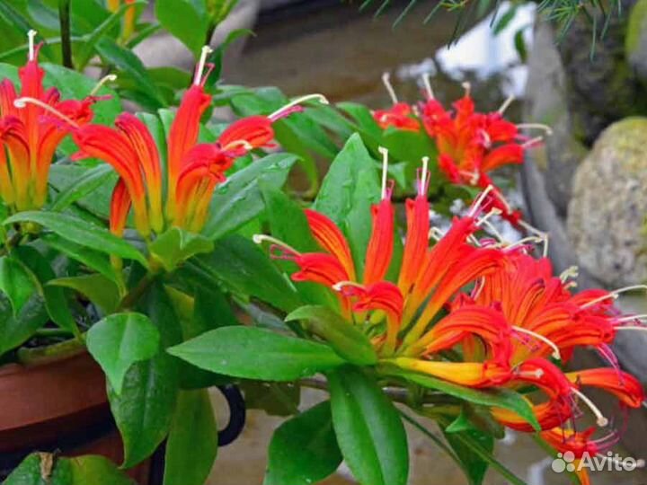 Редкие комнатные растения