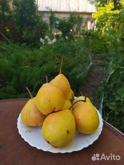 Саженцы груши