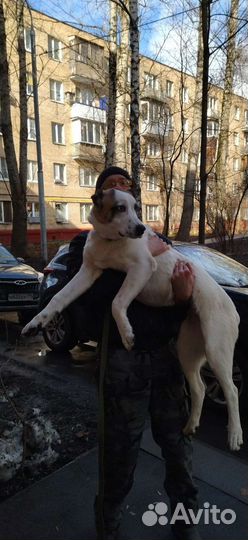 Инструктор-кинолог (Дрессировка собак)